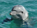 Sponsor a Dolphin