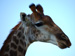 Sponsor a Giraffe