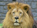 Sponsor a Lion