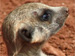 Sponsor a Meerkat