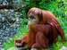 Sponsor a Monkey