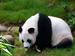 Sponsor a Panda
