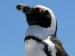 Sponsor a Penguin