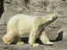 Sponsor a Polar Bear