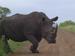 Sponsor a Rhino