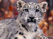 Sponsor a Snow Leopard