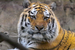 Sponsor a Tiger