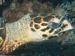 Sponsor a Turtle