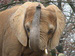 Sponsor an Elephant